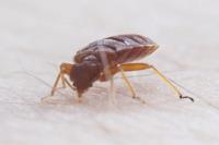 Hydrex Termite & Pest Control image 1